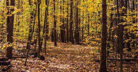 Path through a forest in the fall
